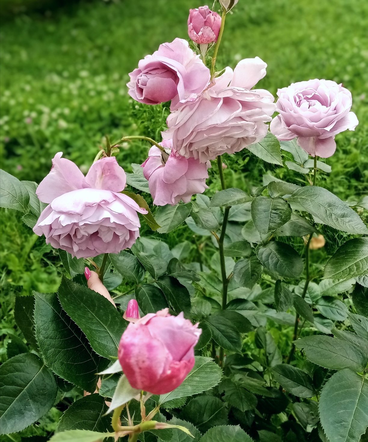 rose出品 Roses – Zoom Roses